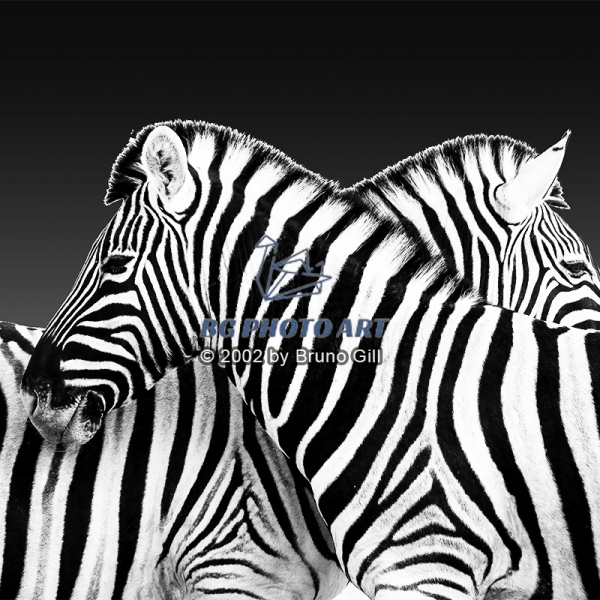 Animals #1 Lignes Zébrées